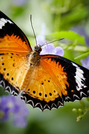 0445bfly10-18-11 1
