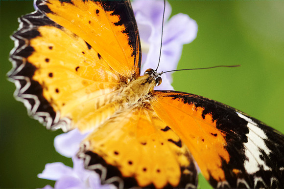 0422bfly10-18-11