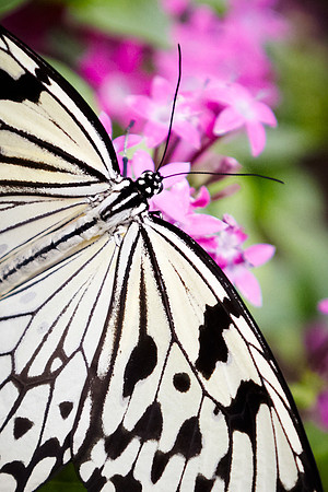 0123bfly10-18-11 1