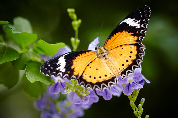 0397bfly10-18-11