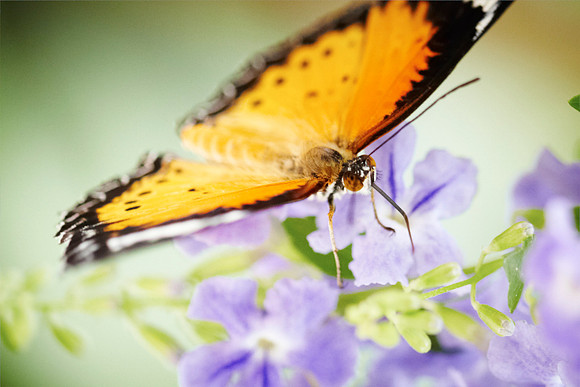 0382bfly10-18-11
