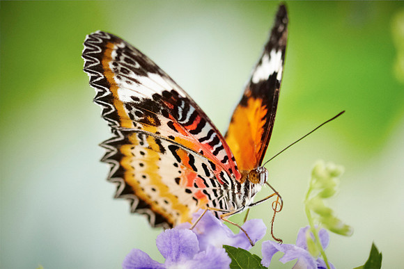 0467bfly10-18-11