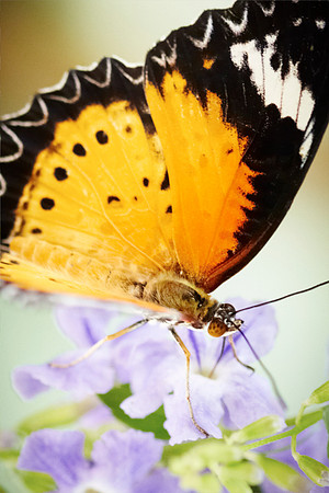 0386bfly10-18-11