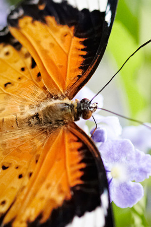 0438bfly10-18-11