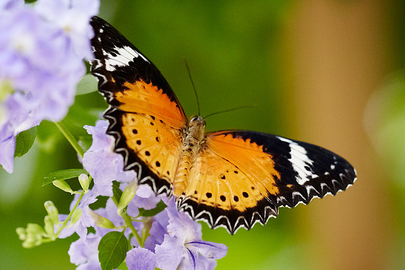 0531bfly10-18-11