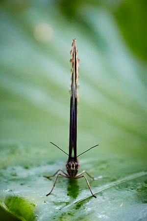 0264bfly10-18-11 1