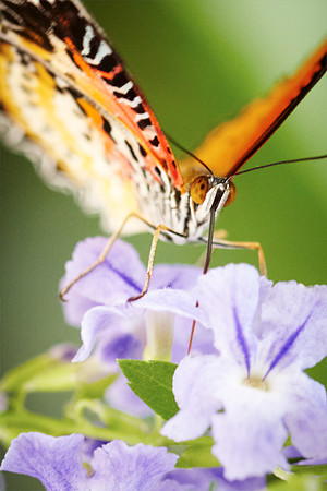 0376bfly10-18-11