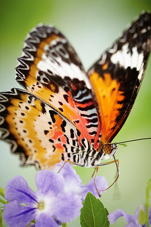 0460bfly10-18-11