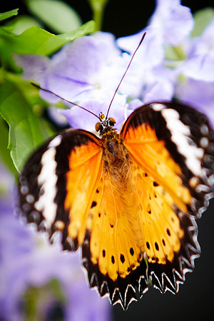 0134bfly10-18-11