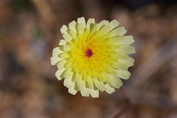 crw_5444