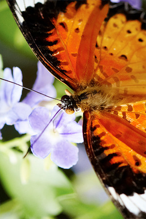 0580bfly10-18-11