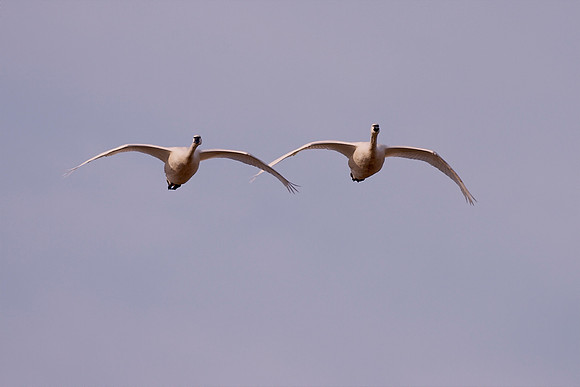 crw_4789