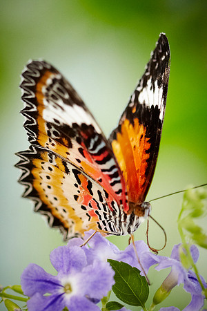 0471bfly10-18-11
