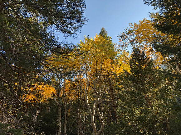iPhoneX_3527