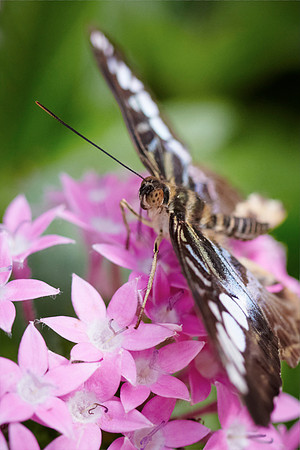 0682bfly10-18-11