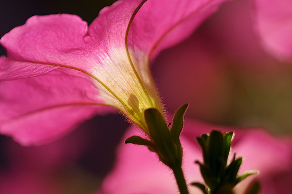 crw_5611