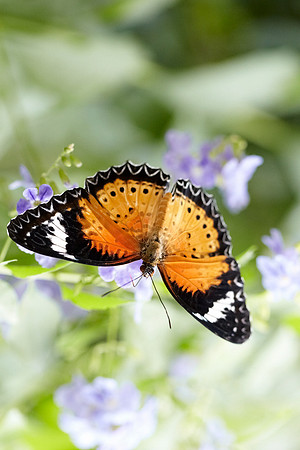 0440bfly10-18-11