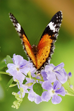0526bfly10-18-11