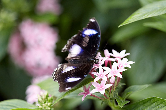 0644bfly10-18-11