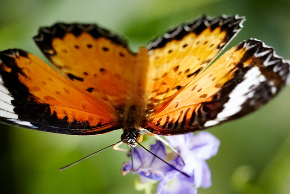 0607bfly10-18-11 1