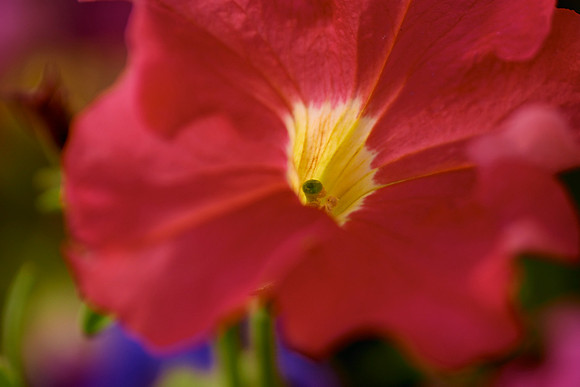 crw_5673