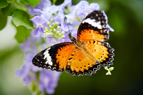 0410bfly10-18-11