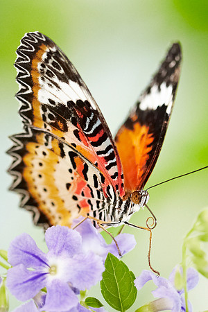 0466bfly10-18-11