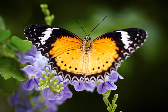 0396bfly10-18-11