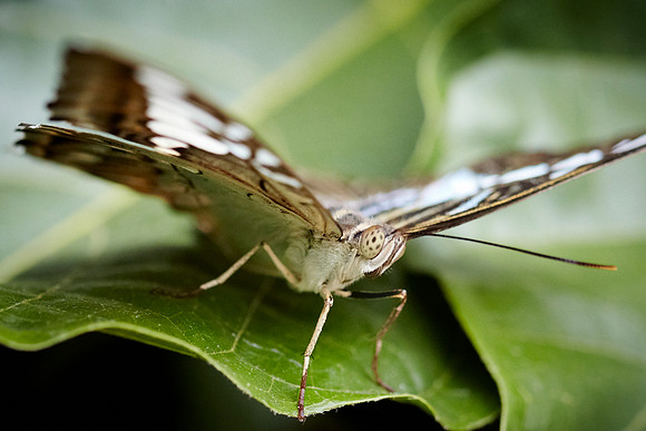 0498bfly10-18-11