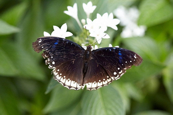 0513bfly10-18-11