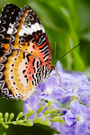 0544bfly10-18-11