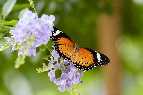 0532bfly10-18-11