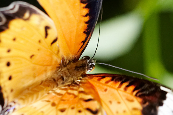 0594bfly10-18-11