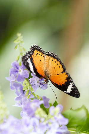 0385bfly10-18-11