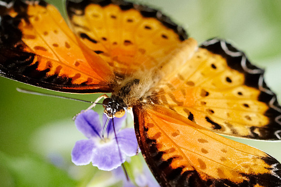 0588bfly10-18-11 1