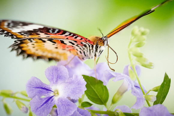 0469bfly10-18-11