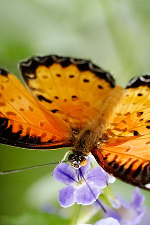 0589bfly10-18-11