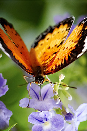 0610bfly10-18-11