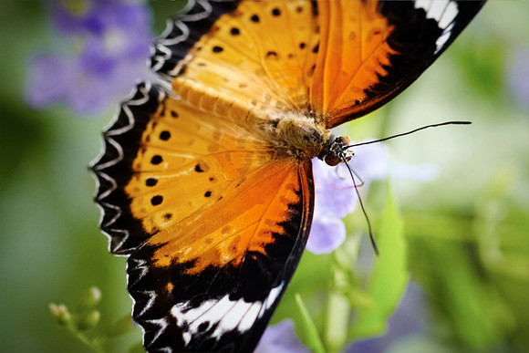 0445bfly10-18-11