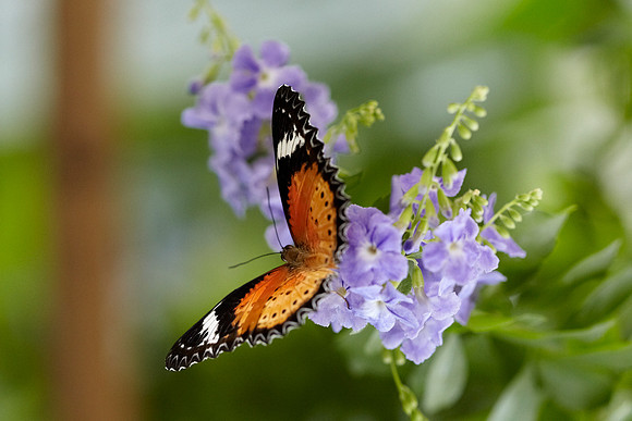 0517bfly10-18-11
