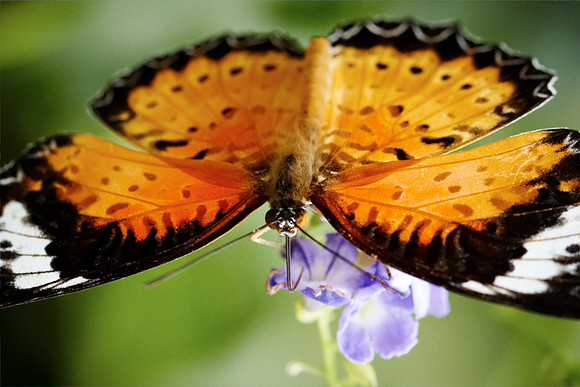 0606bfly10-18-11