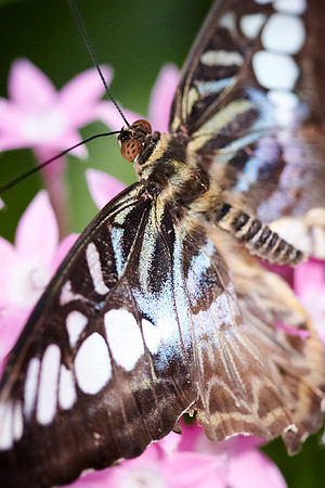 0669bfly10-18-11