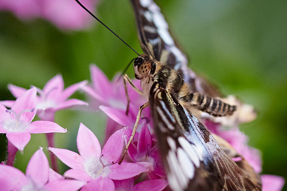 0684bfly10-18-11