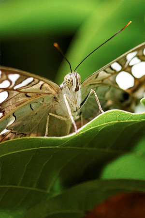 0476bfly10-18-11