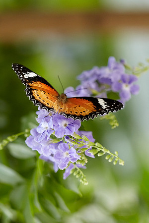 0516bfly10-18-11