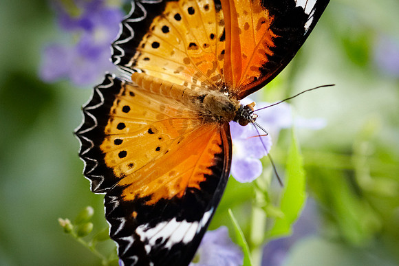 0441bfly10-18-11 1