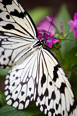 0144bfly10-18-11 1