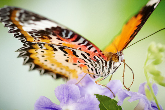 0468bfly10-18-11