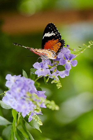 0523bfly10-18-11