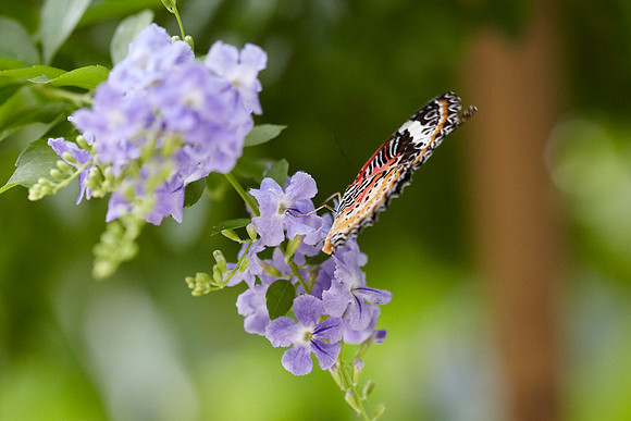 0524bfly10-18-11